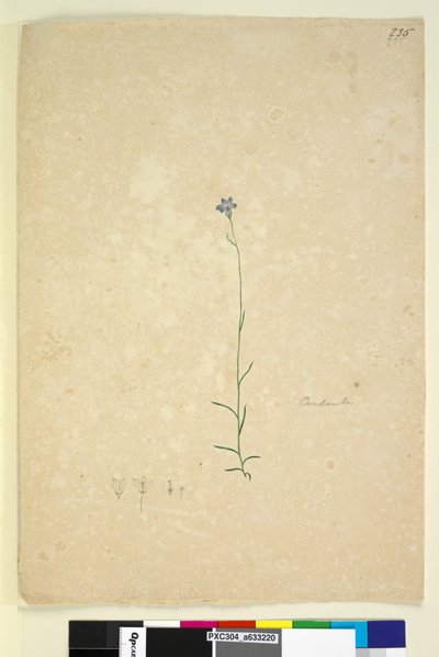 Pagina 235. Campanula door John William Lewin