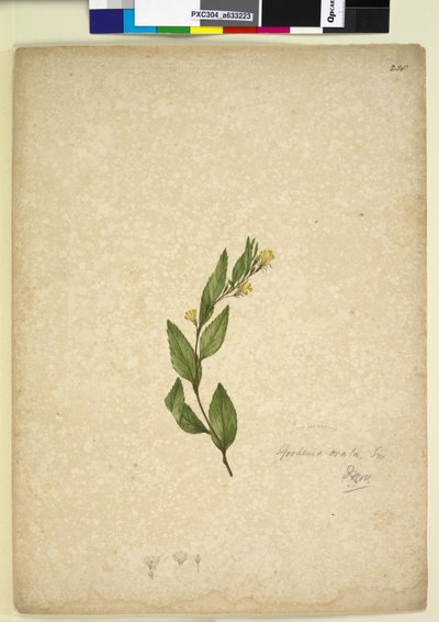 Pagina 238. Goodenia ovata door John William Lewin