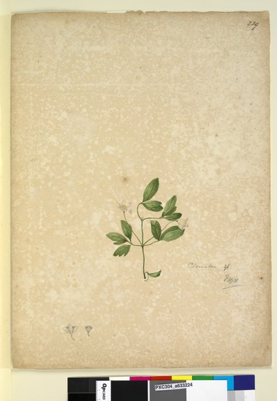 Pagina 239. Clematis door John William Lewin