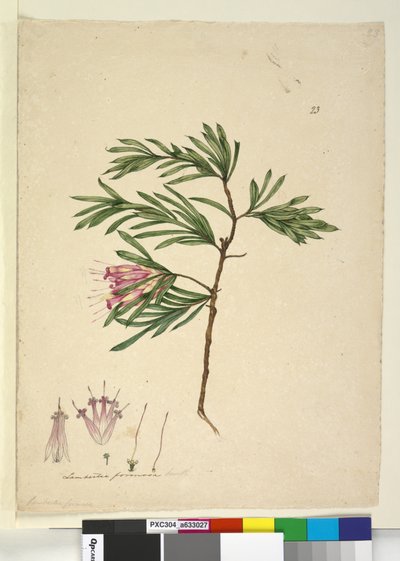 Pagina 23. Lambertia formosa, c.1803-06 door John William Lewin