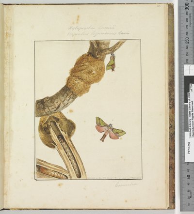 Pagina 23 Plaat 6 Xylopsyche Lewinni Hepialus Ligniveren Lewin door John William Lewin