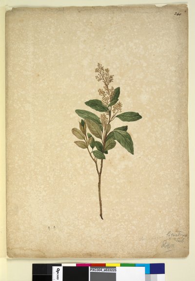 Pagina 240. Pomaderris ligustrina door John William Lewin