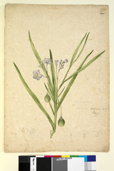 Pagina 245. Solanum vescum door John William Lewin