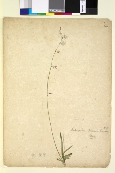 Pagina 246. Arthropodium paniculatum door John William Lewin