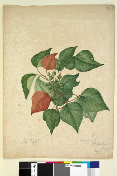 Pagina 247. Homolanthus populifolius Omalanthus populifolius, c.1803-06 door John William Lewin