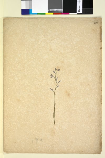 Pagina 250. Ongeïdentificeerde plant door John William Lewin