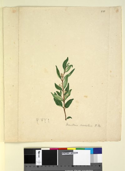 Pagina 251. Marsdenia suaveolens door John William Lewin