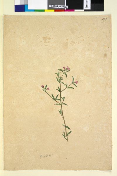 Pagina 252. Ongeïdentificeerde plant door John William Lewin