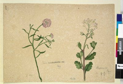 Pagina 253. Iberis umbellata; Hesperis sp. door John William Lewin