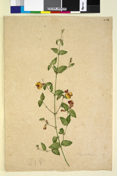 Pagina 254. Platylobium door John William Lewin