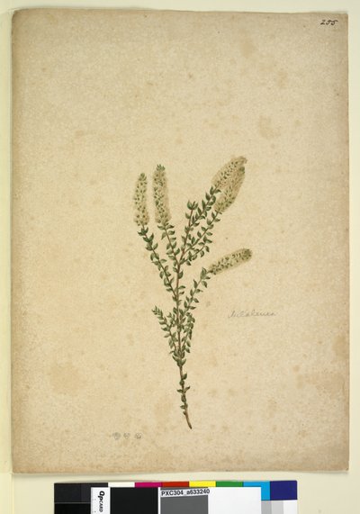 Pagina 255. Melaleuca door John William Lewin