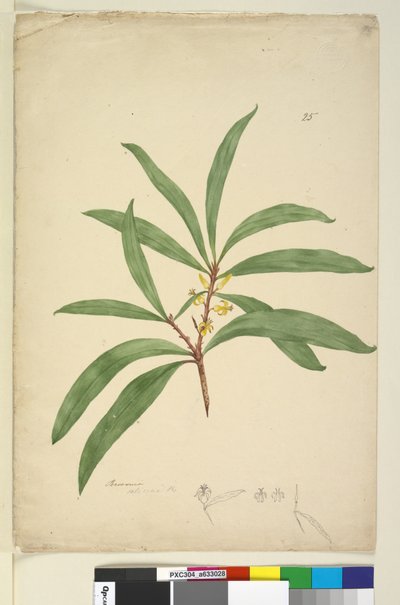 Pagina 25. Persoonia salicina, c.1803-06 door John William Lewin