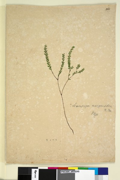 Pagina 260. Leucopogon margarodes door John William Lewin