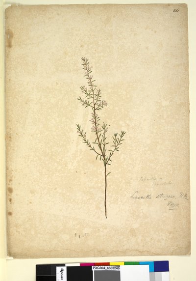 Pagina 261. Lissanthe strigosa door John William Lewin