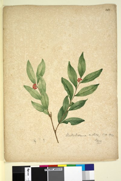 Pagina 263. Wikstroemia indica door John William Lewin