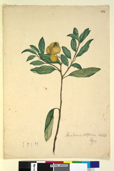 Pagina 264. Pomaderris elliptica door John William Lewin
