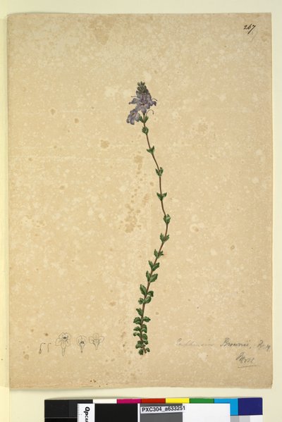 Pagina 267. Euphrasia brownii door John William Lewin