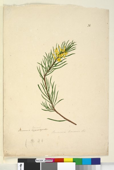 Pagina 26. Persoonia linearis, c.1803-06 door John William Lewin