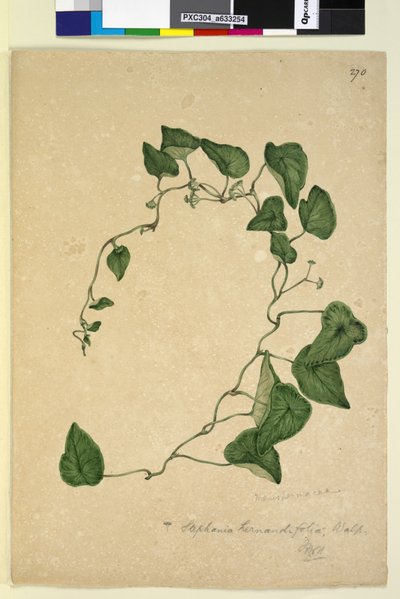 Pagina 270. Stephania hernandiaefolia door John William Lewin
