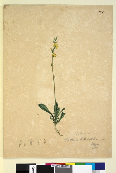 Pagina 271. Goodenia bellidifolia door John William Lewin