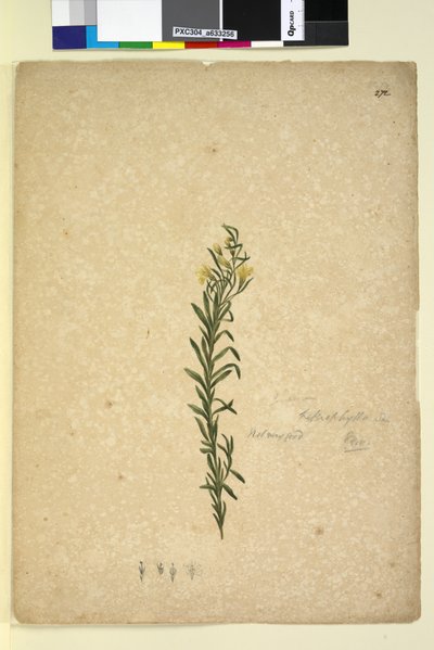 Pagina 272. Goodenia heterophylla door John William Lewin
