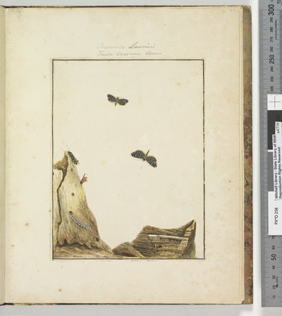 Pagina 27. Plaat 7 Cossuna Lewinii Tinea Cossuna Lewin door John William Lewin