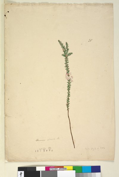 Pagina 28. Epacris sparsa, c.1803-06 door John William Lewin