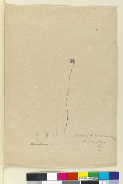 Pagina 2. Utricularia dichotoma, c.1803-06 door John William Lewin