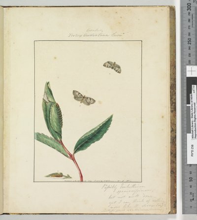 Pagina 31. Plaat 8 Ara.. Tortrix Australana Lewin door John William Lewin