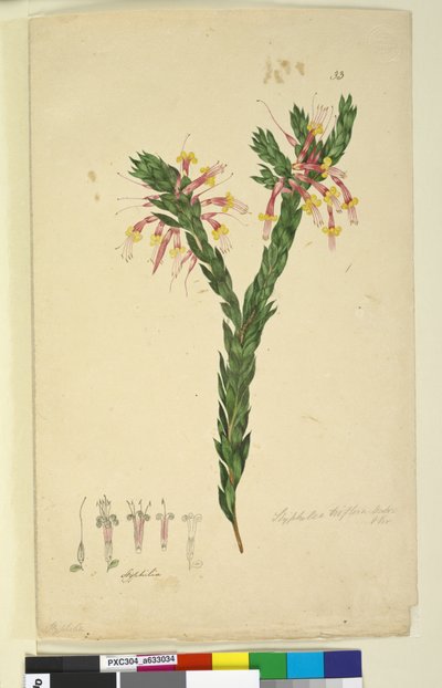 Pagina 33. Styphelia triflora, c.1803-06 door John William Lewin