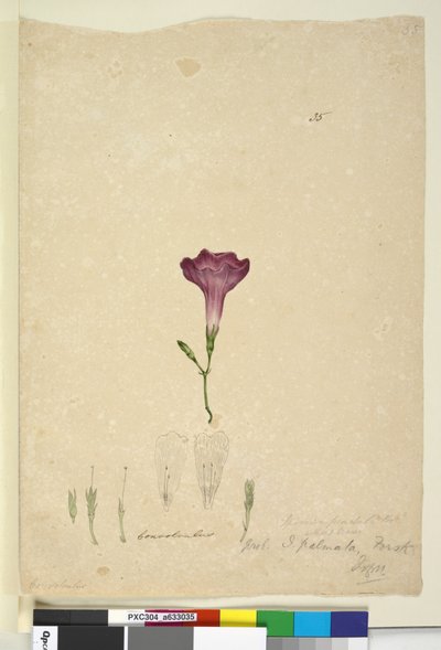 Pagina 35. Ipomoea palmata door John William Lewin