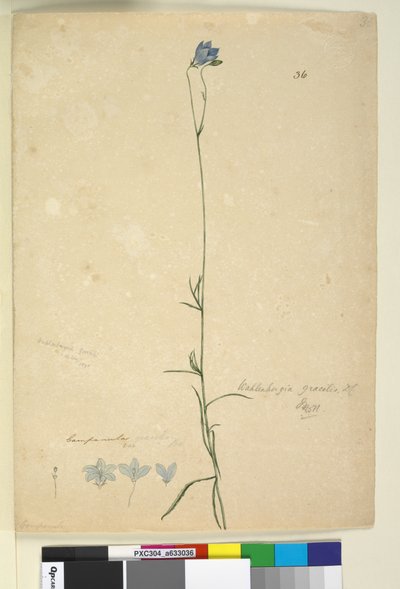 Pagina 36. Wahlenbergia gracilis door John William Lewin