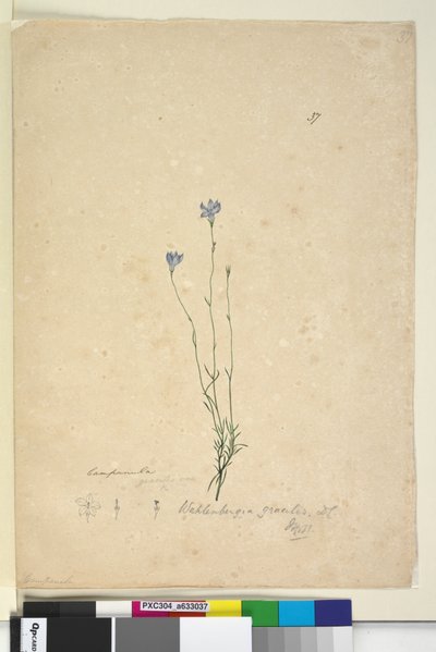 Pagina 37. Wahlenbergia gracilis door John William Lewin