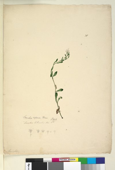 Pagina 38. Samolus repens door John William Lewin