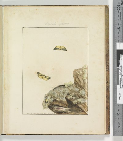 Pagina 39. Plaat 10 Lithosa Replana, 1803-04 door John William Lewin
