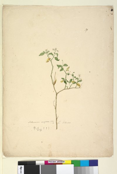 Pagina 39. Solanum nigrum door John William Lewin