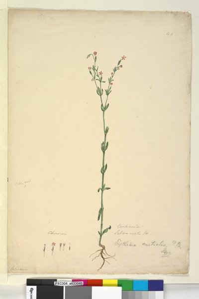 Pagina 40. Erythraea australis door John William Lewin
