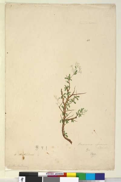 Pagina 42. Bursaria spinosa door John William Lewin