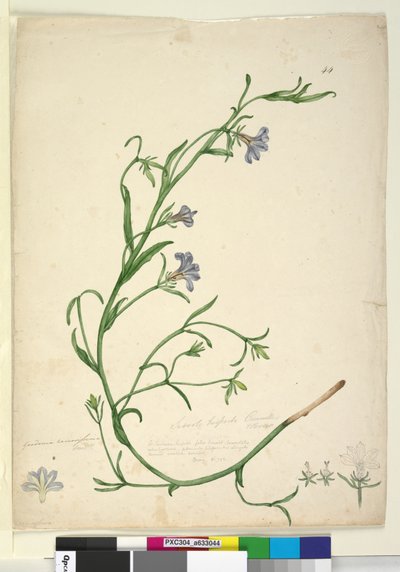 Pagina 44. Goodenia ramosissima door John William Lewin