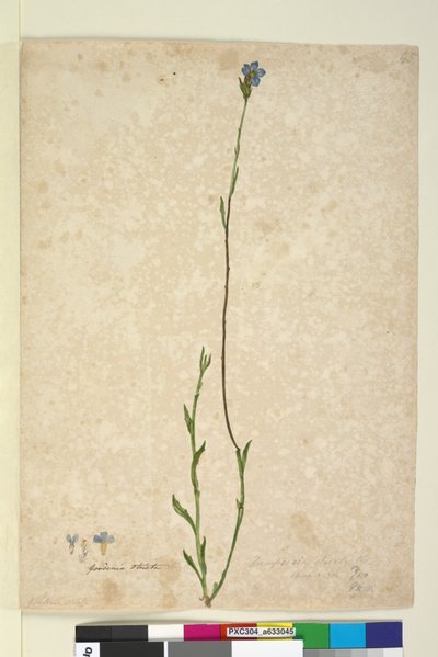Pagina 45. Dampiera stricta door John William Lewin
