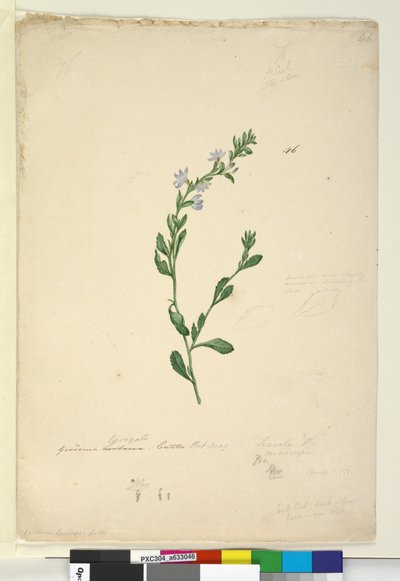 Pagina 46. Goodenia laevigata door John William Lewin