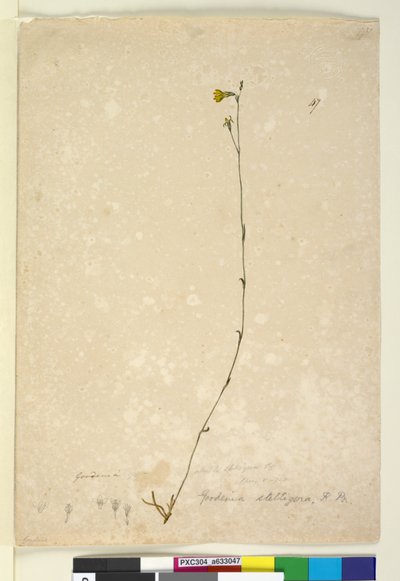 Pagina 47. Goodenia stelligera, c.1803-06 door John William Lewin