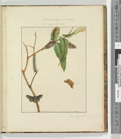 Pagina 47. Plaat 12 Clisiocampa Lewinae Bombyx Lewinae door John William Lewin