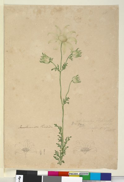 Pagina 48. Actinotus Helianthi door John William Lewin