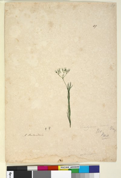 Pagina 49. Trachymene linearis door John William Lewin