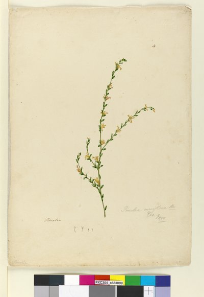 Pagina 4. Pimelea curviflora, c.1803-06 door John William Lewin