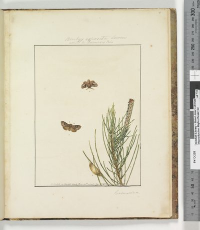 Pagina 51. Plaat 13 Bombyx Exposita Lewin verwant aan..., 1803-04 door John William Lewin