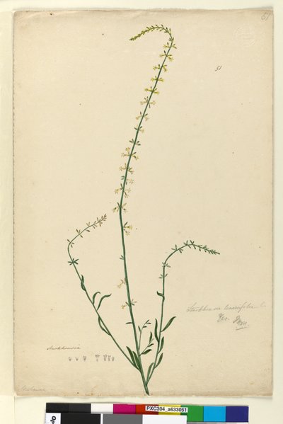 Pagina 51. Stackhousia door John William Lewin