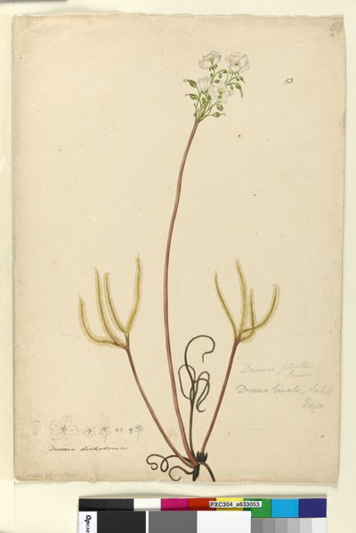 Pagina 53. Drosera binata door John William Lewin