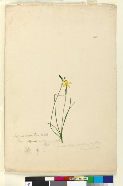 Pagina 55. Hypoxis hygrometrica door John William Lewin